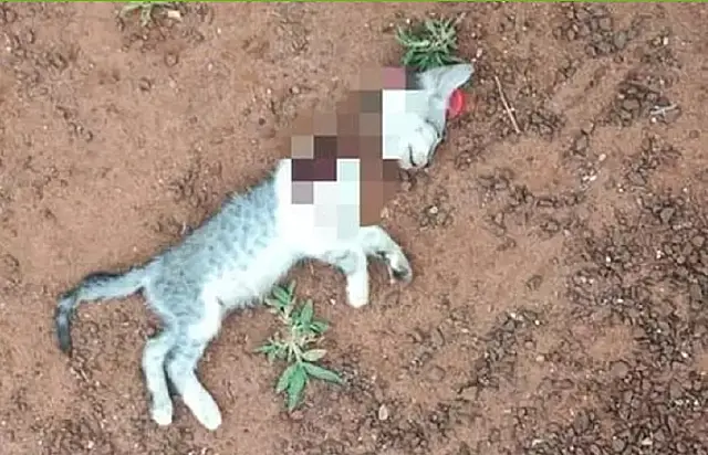 Para se vingar de ex-mulher, homem mata gatinho em Nova Alvorada do Sul