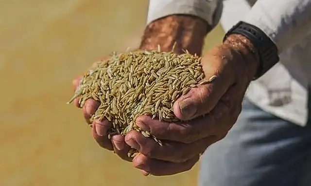 Governo Federal anula leilão para compra de arroz importado
