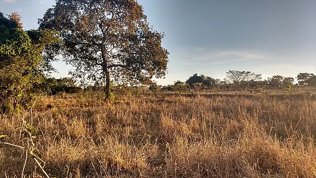 Pecuarista é multado em 9 mil reais por desmatar duas áreas de preservação