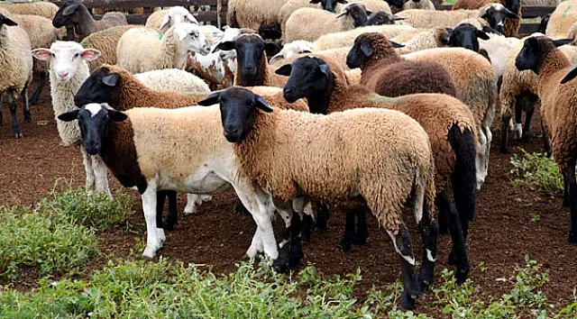 Iagro divulga novas regras para declaração do saldo de caprinos e ovinos em MS