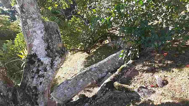 Durante corte, árvore cai e mata funcionário de fazenda