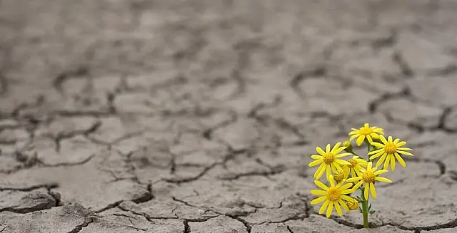 Resiliência: pensar a realidade em tempos de mudanças