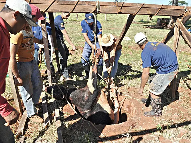 Caminhão guincho retira vaca que caiu em poço em Mato Grosso do Sul