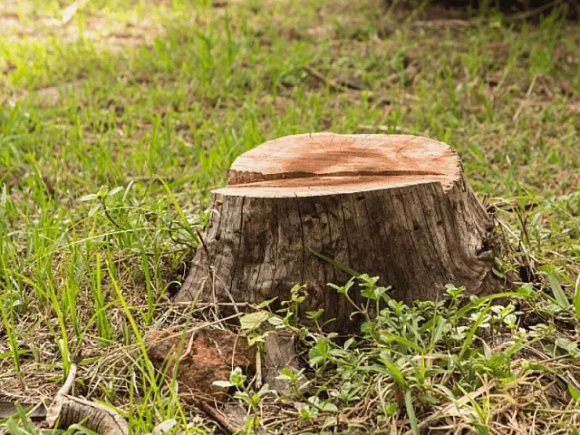 Propriedades são alvo de investigação do MPMS por desmatamento no Cerrado