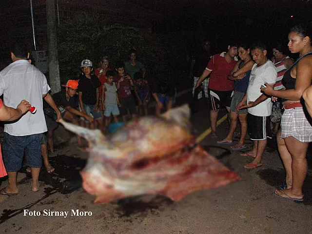 Pouco tempo após morrer atropelada, vaca é carneada no meio da rua