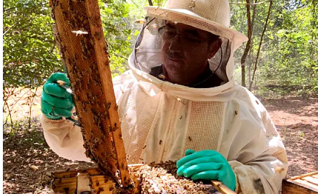 Iagro emite nota técnica sobre caso do Pequeno Besouro das Colmeias