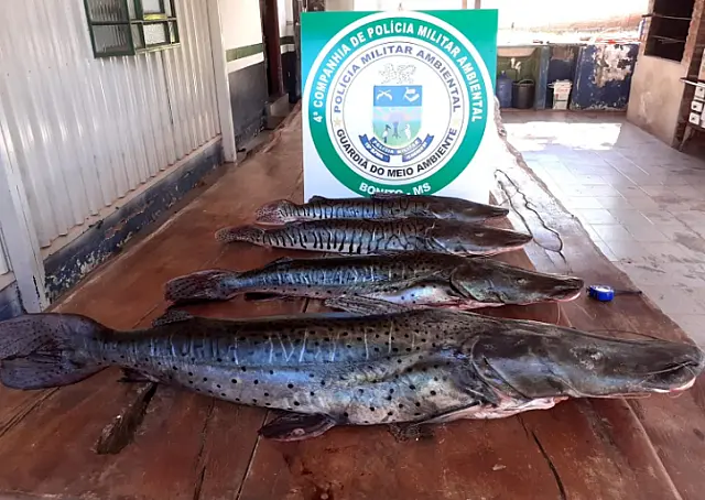 PMA apreende 30kg de pescado e petrechos ilegais no Rio Miranda