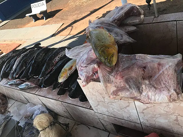 PMA prende criminosos por pesca predatória de 189kg de filhotes de peixes, queixadas e jacarés