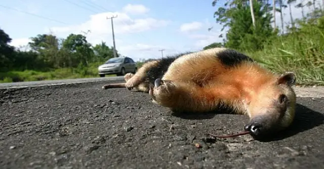 Em MS, governo trabalha para reduzir o atropelamento de animais em rodovias