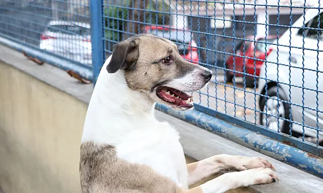 Cães e gatos podem ter vírus da Covid-19, mas não transmitem