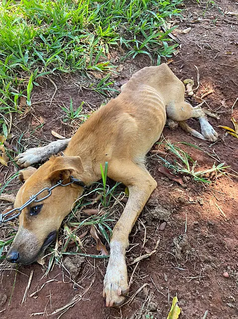 PMA autua mulher por maus-tratos a cachorro