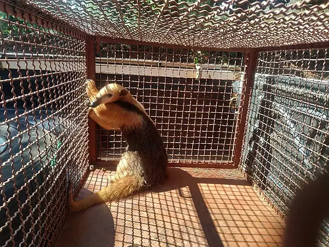 Tamanduá é acuado por cachorros e mobiliza PMA