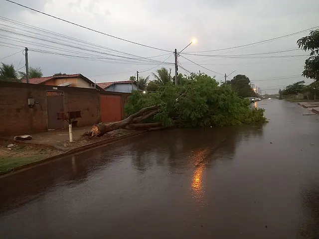Temporal derrubou diversas árvores em Corumbá