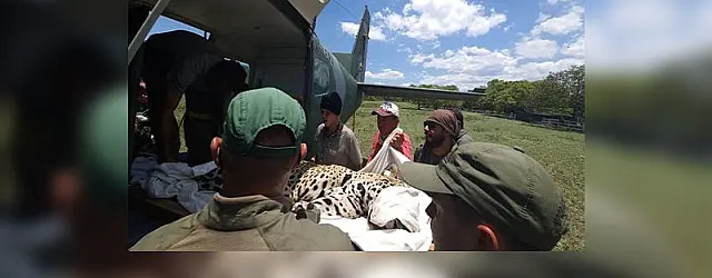 Morre uma das duas onças pintadas feridas em incêndio no Pantanal