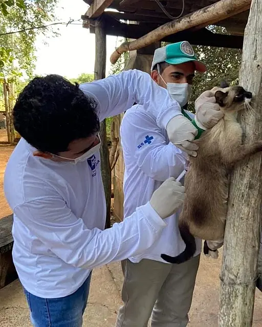 Distrito de Cipolândia está realizando vacinação antirrábica em cães e gatos