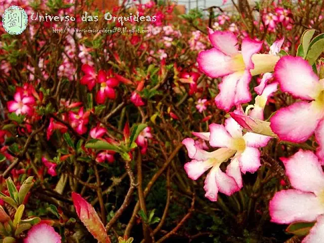 Aquidauana recebe 'Festival de Rosa do Deserto e Orquídeas'