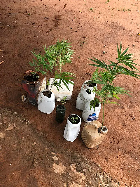 Funcionário de fazenda é preso por cultivar mudas de maconha