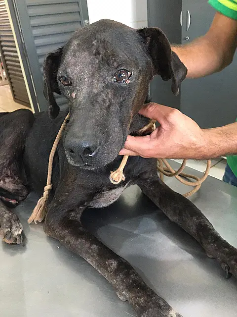 Mulher é multada e encaminhada para delegacia após maus-tratos a um cachorro