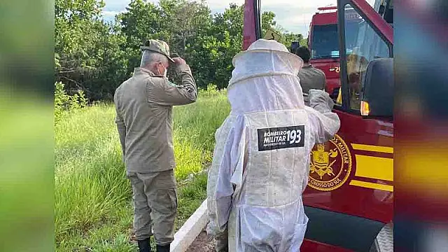 Idoso morre após ser atacado por abelhas