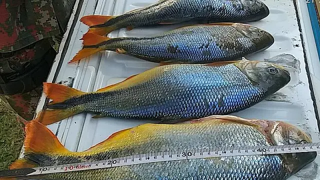 PMA prende e autua dois por pesca no rio Formoso em Bonito