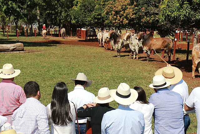 Nelore Pintado de Hélio Corrêa de Assunção é destaque em leilão realizado na 48ª Expobel
