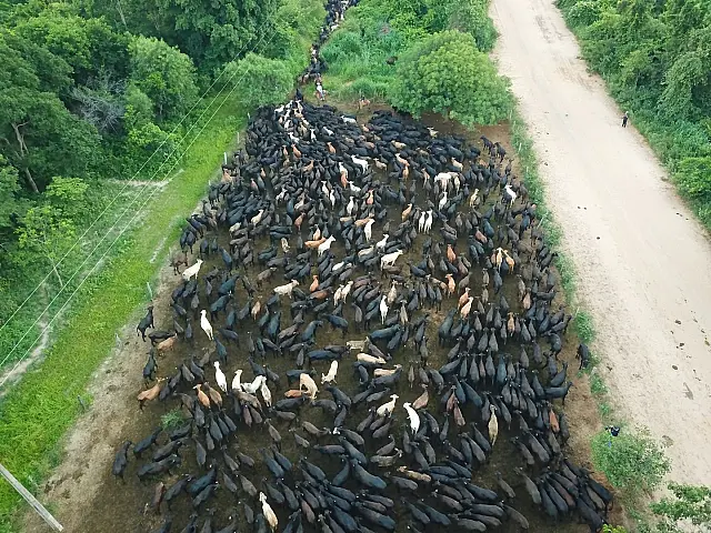 Com marco na tradição, primeira comitiva de gado Angus cruza de Aquidauana a Corumbá
