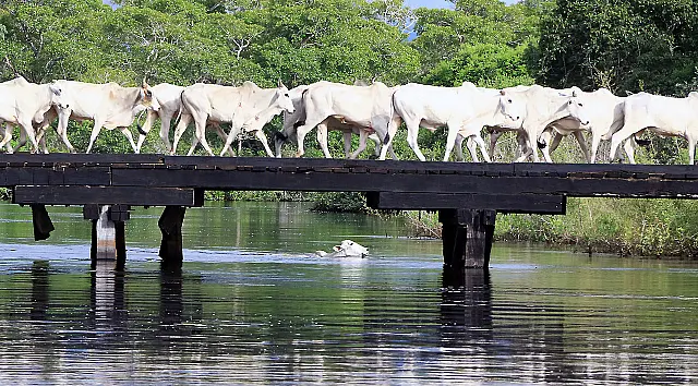Começa hoje (1º de maio) a vacinação contra aftosa para produtores rurais do Pantanal