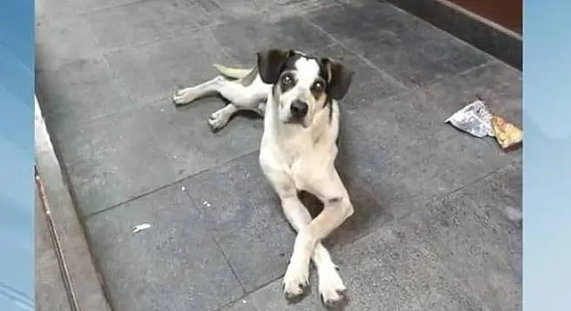 Após morte de cão, Carrefour terá de depositar R$ 1 milhão em fundo