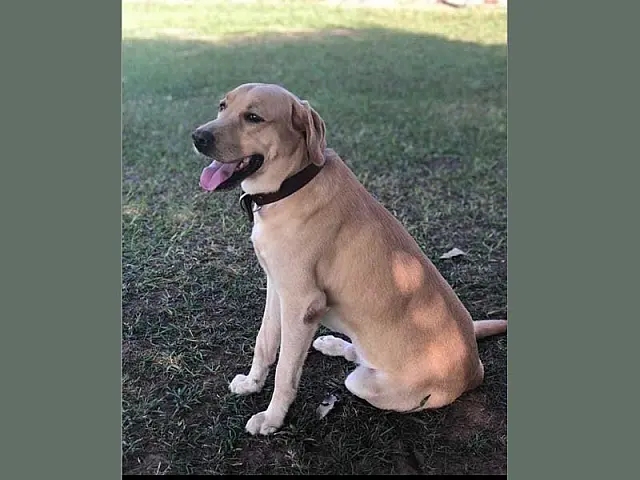 Família aumenta recompensa para 1 mil reais para quem encontrar labrador