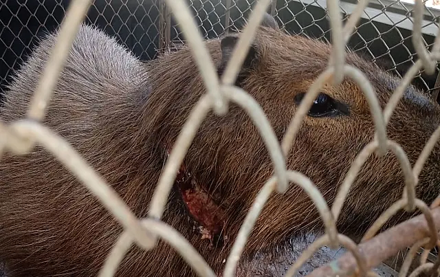 PMA de Aquidauana resgata capivara ferida em armadilha
