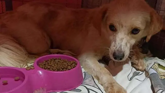 Populares resgatam cão vítima de abuso sexual