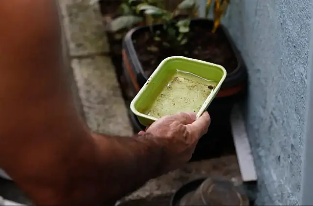 Dengue: Seis cidades de MS estão com alto risco de infestação do mosquito