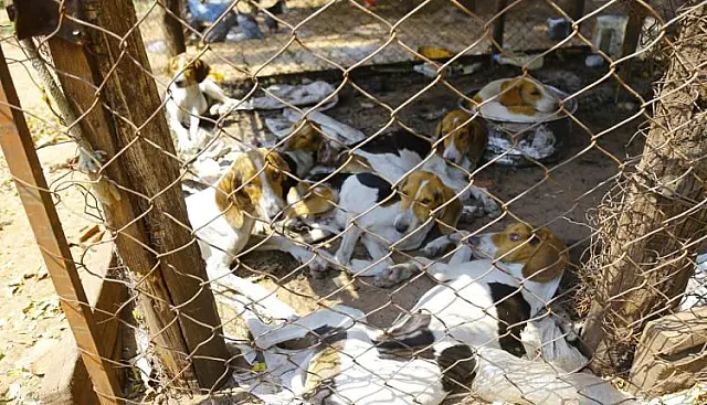 Veja Fotos: Sem água e acorrentados, 40 cães de caça são resgatados de fazenda próximo à Capital