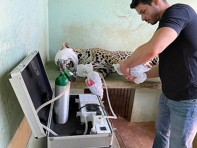 Ozonioterapia ajuda na recuperação de onça ferida em incêndio no Pantanal