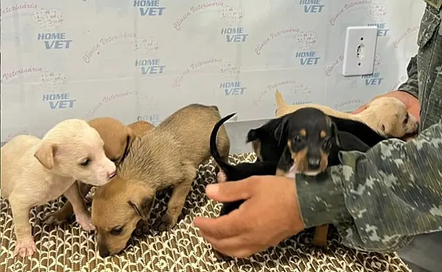 Idoso é flagrado cometendo maus-tratos a animais
