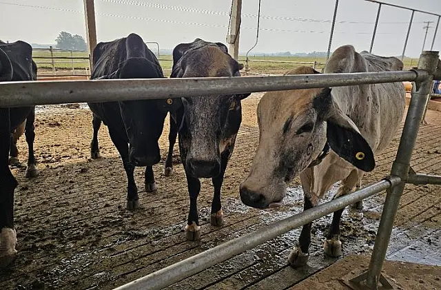 MS amplia isenção de ICMS para animais de cruzamento genético