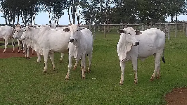 Programa Geneplus oferece cursos nas áreas de melhoramento e reprodução animal