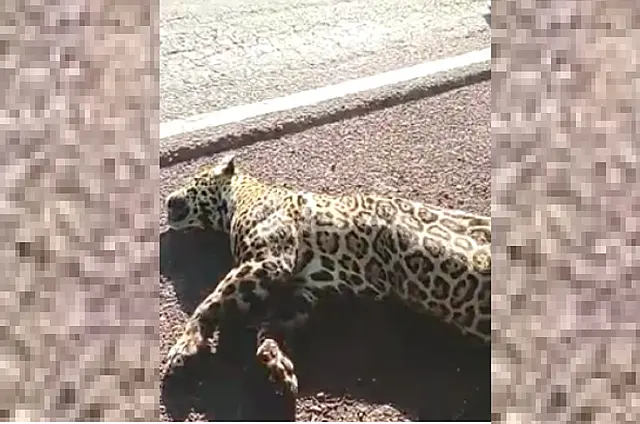 Onça-pintada é encontrada morta na BR-262 em Corumbá