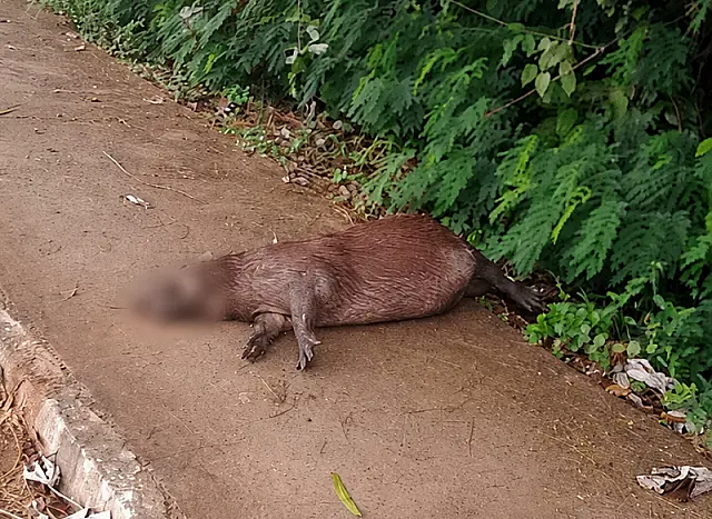 Leitora registra cena triste com capivara morta perto de ponte em Aquidauana