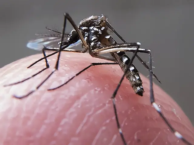 Aquidauana tem 8 casos confirmados e mais 70 casos notificados de dengue