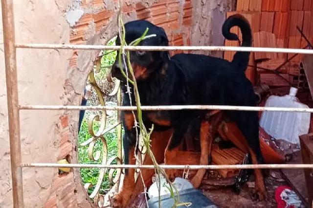 Cachorro é resgatado após ser abandonado por 2 meses em cubículo