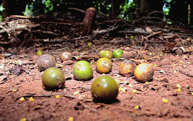 Amor pela bocaiúva transformou Fazenda Santa Avó em polo da frutinha mais pantaneira de todas