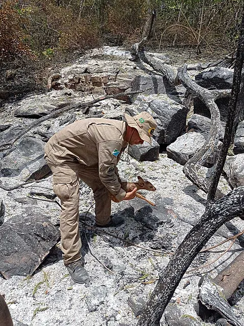 Bombeiros resgatam filhote de veado em área queimada no Pantanal