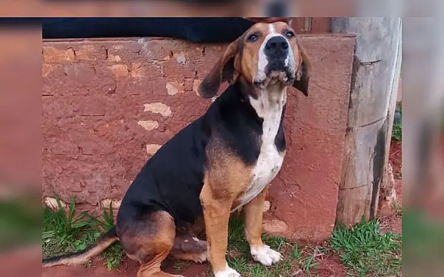 Dono procura por cachorro desaparecido na região da Colônia do Pulador