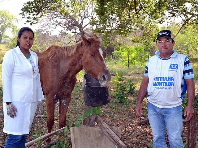 Fraca e sem conseguir andar, égua é resgatada de terreno baldio; saiba como ajudar (vídeo)