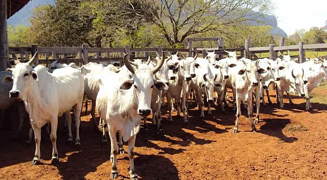 Governo realizará leilão de 46 bovinos distribuídos em três lotes