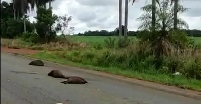 Guia de turismo lamenta morte de família de capivaras e faz alerta