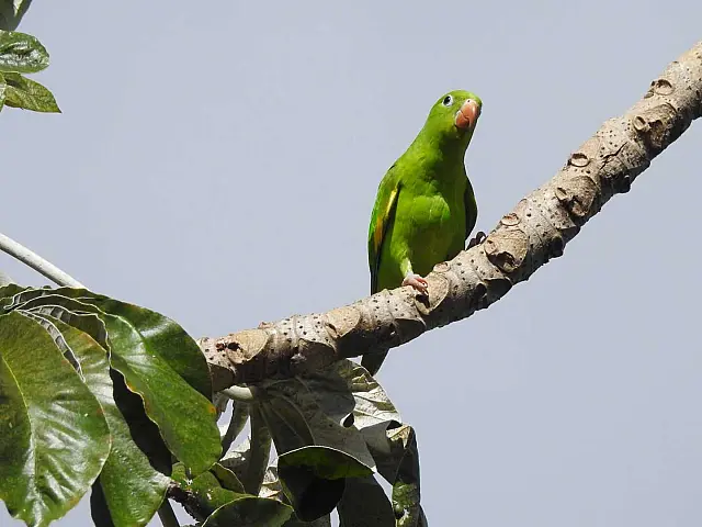 Liderando em espécies, observação de aves pode potenciar turismo em Aquidauana