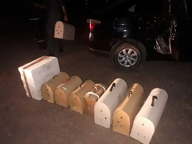 Motorista de aplicativo é flagrado levando galos de briga para a Bolívia