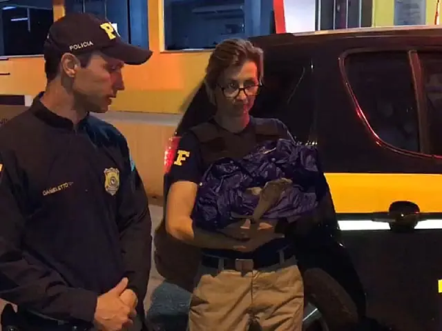 Mãe tamanduá morre atropelada e filhote é resgatado pela PRF